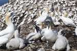 Gannets and chicks, Bass Rock