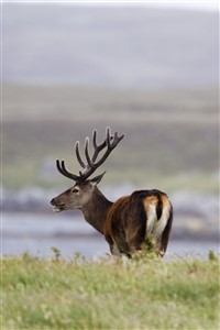 Red deer stag, North Uist