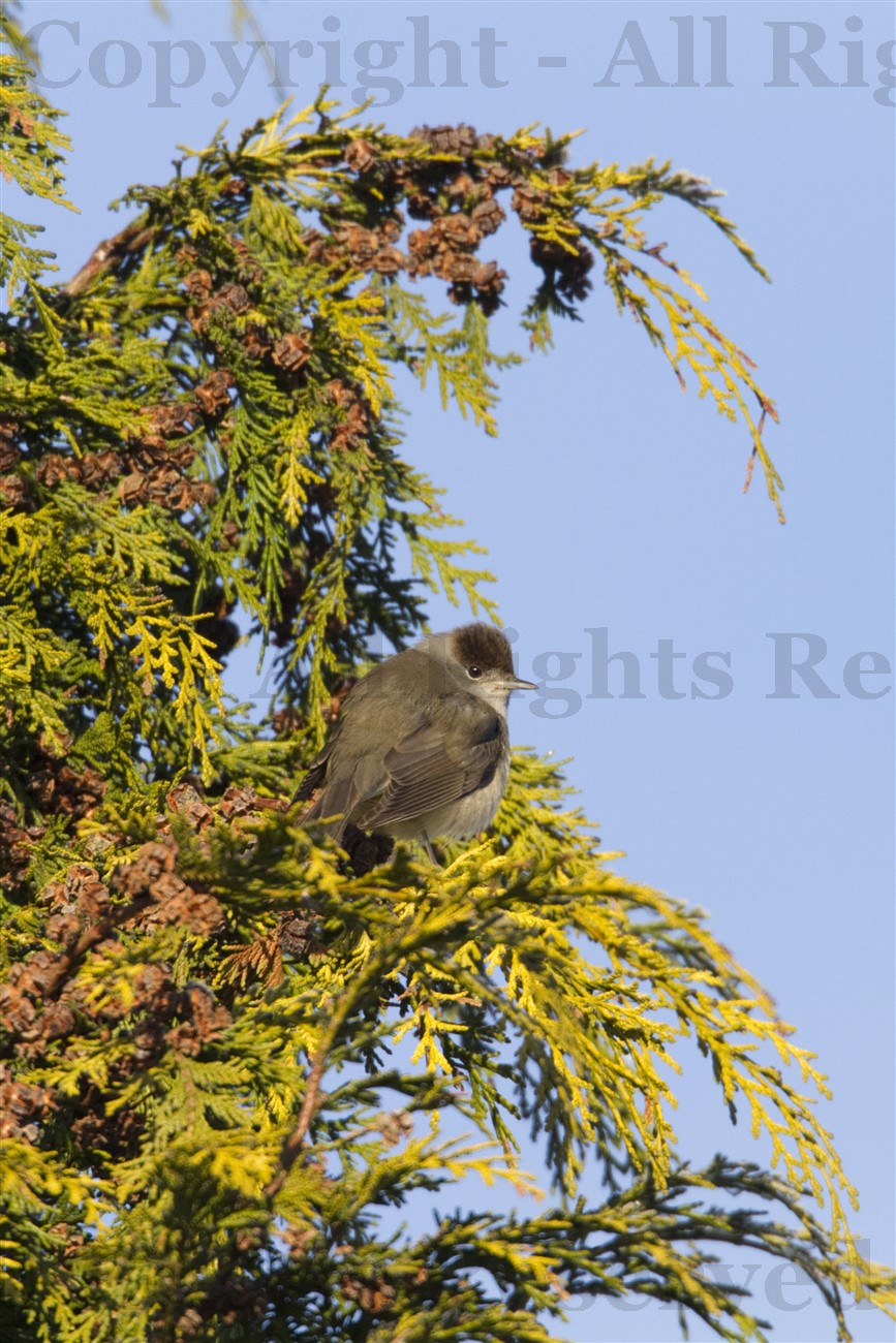 female Blackcap in conifer tree in winter, Glasgow