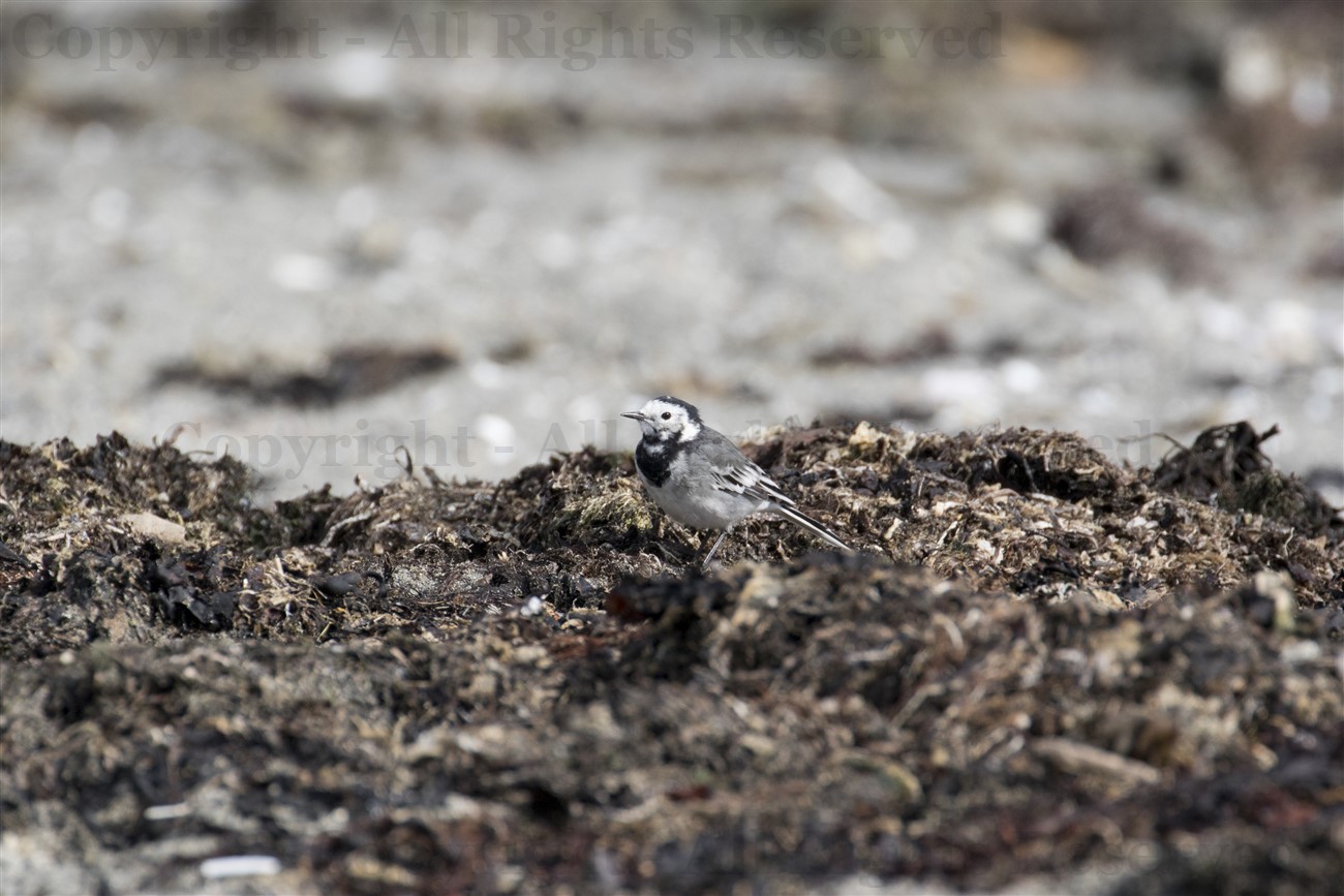 Pied Wagtail, Eigg