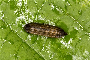 Soldier fly larva, Glasgow