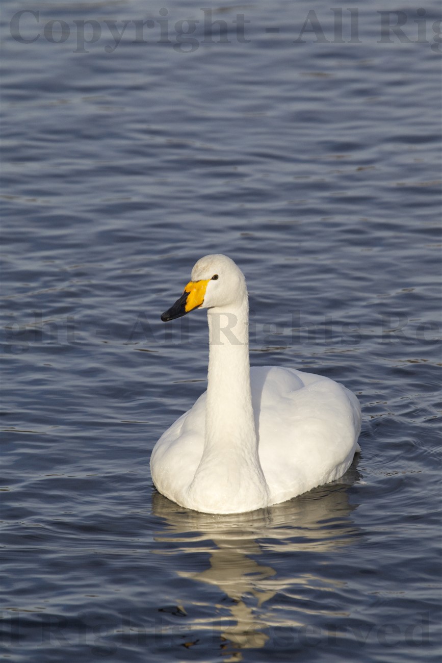 Hogganfield Loch, Hogganfield Park, Glasgow - Whooper Swan