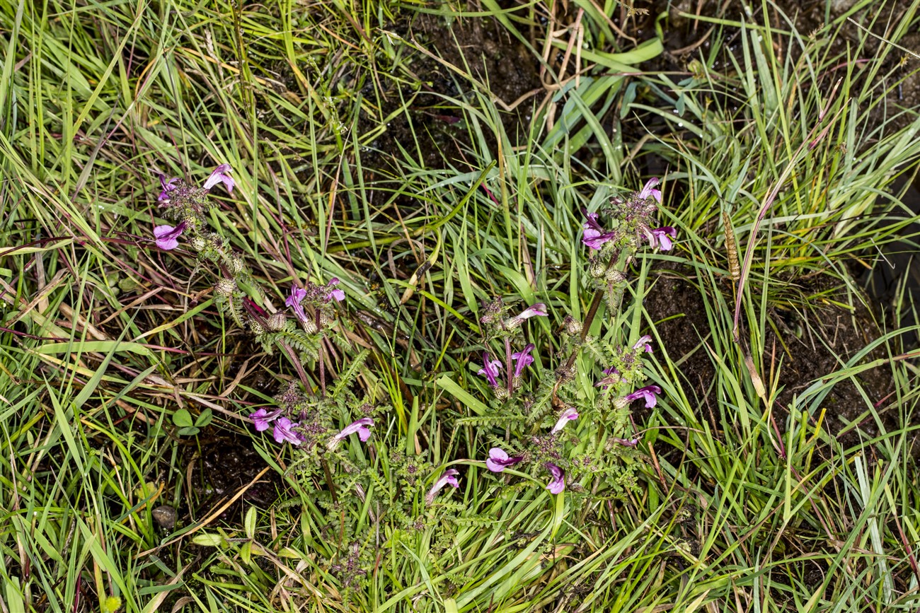 Marsh Lousewort, Munsary, Caithness