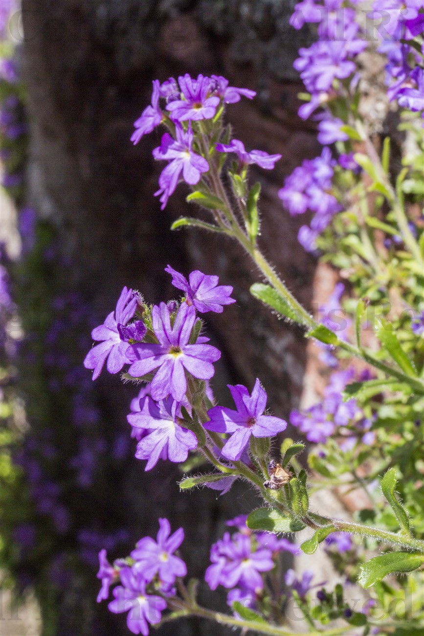Fairy Foxglove