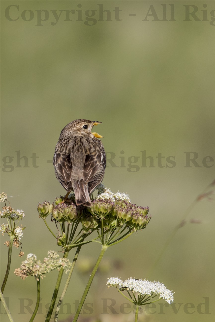 Corn Bunting singing on Hogweed, North Uist