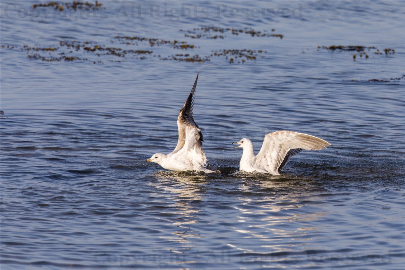 Common gulls, Tiree