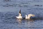 Common gulls, Tiree