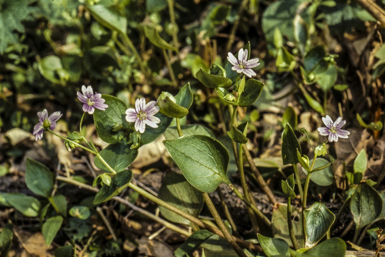 Pink purslane, Mugdock wood