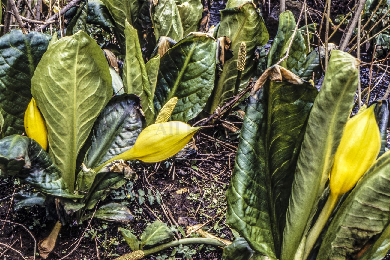 American Skunk Cabbage, Milngavie
