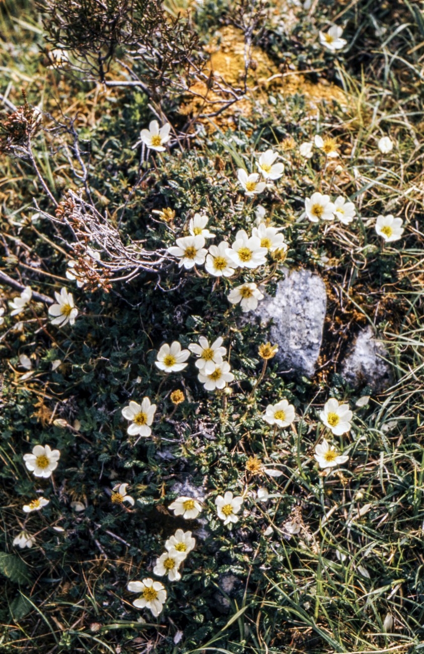 Mountain avens, Rassal