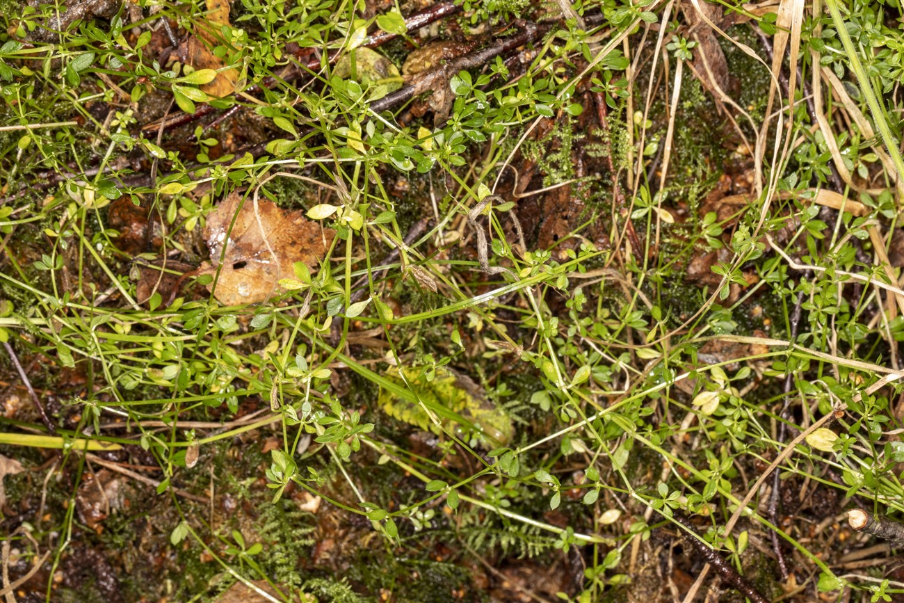 Heath Bedstraw, Cashel