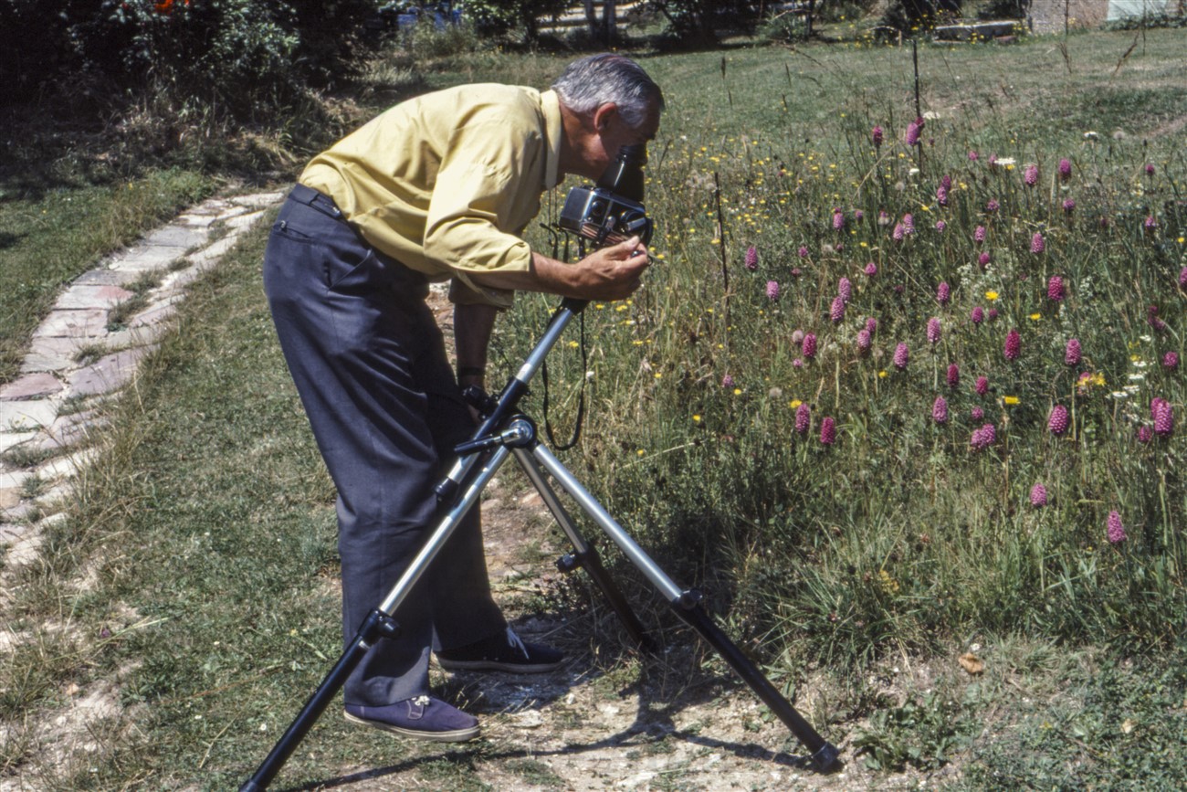 CEP Photographing Pyramidal orchids, North Lancing