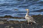 Greylag Goose, Great Cumbrae