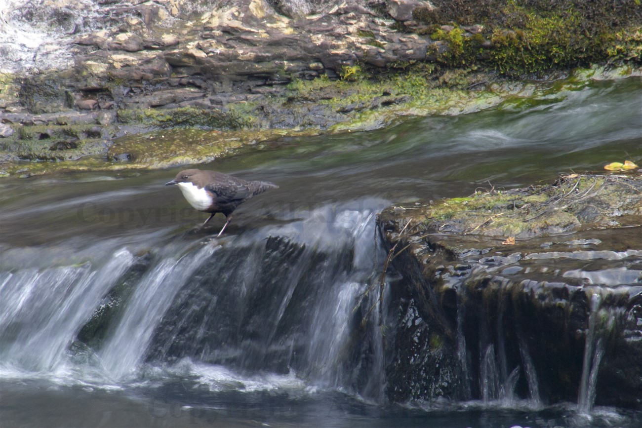 Dipper, Falls of Clyde 