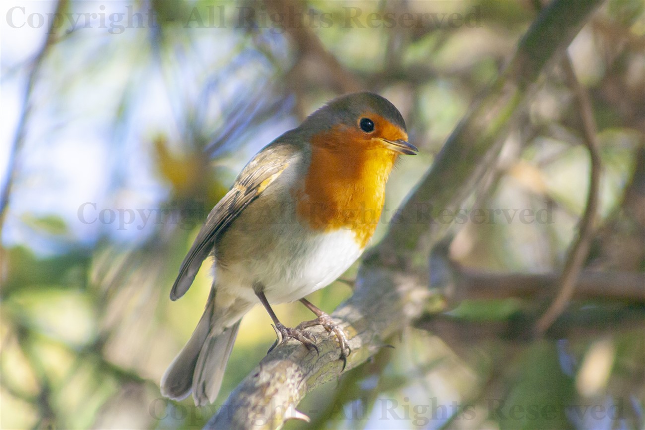 Robin, Kelvindale