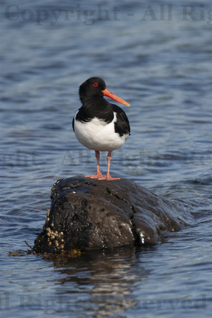 Oystercatcher, Great Cumbrae