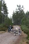 Competitor 53 - Sunday 23 January 2011 Arden Grange and Siberian Husky Club of Great Britain Aviemore Sled Dog Rally