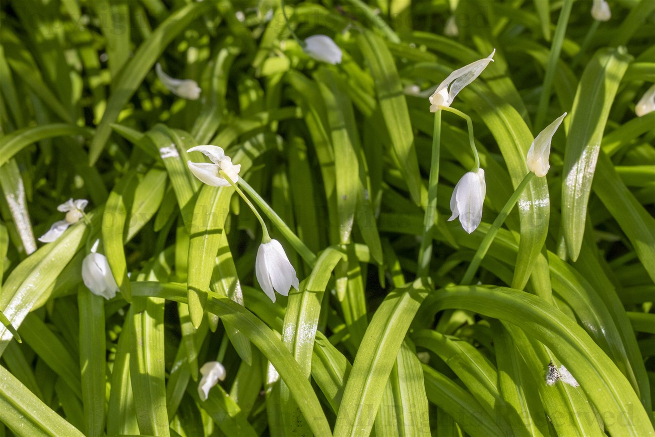 Few-flowered leek, Kelvin Walkway, Glasgow