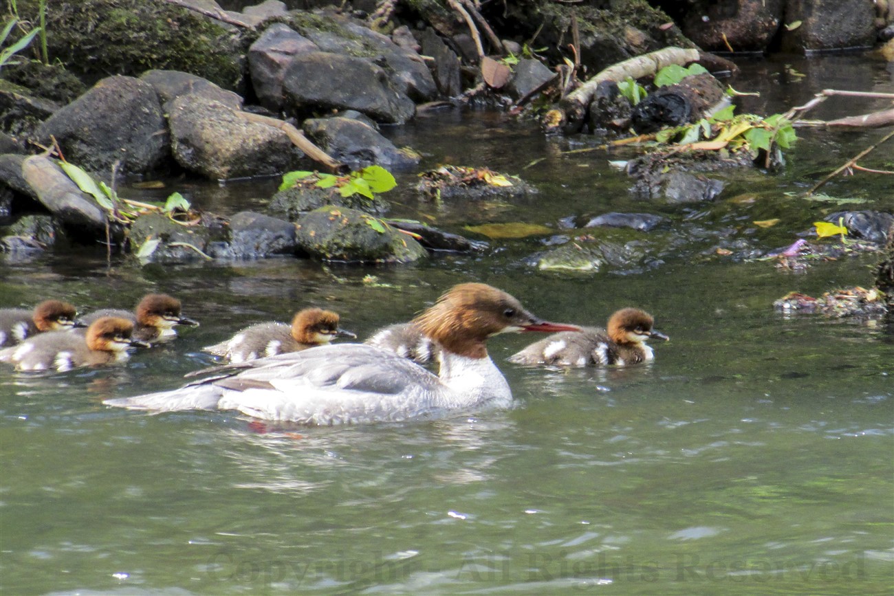 Goosander family, River Kelvin