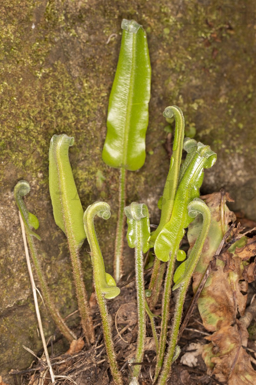 Hart's Tongue Fern, Kelvin Walkway, Glasgow