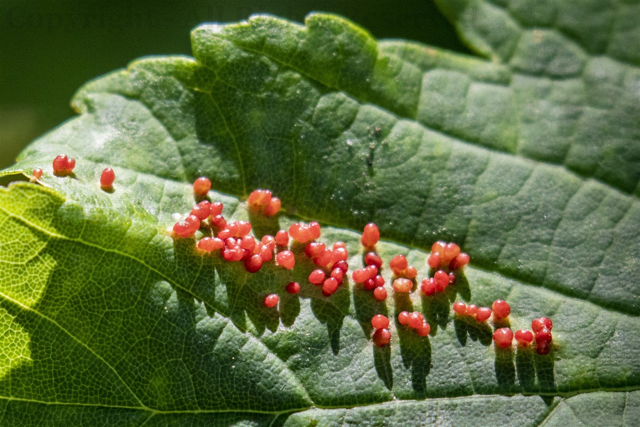 Sycamore Gall Mite galls, Kelvin Walkway, Glasgow