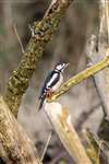 Great Spotted Woodpecker, Loch Spynie