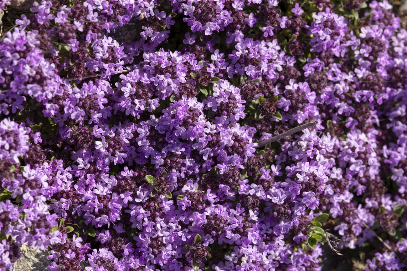 Wild Thyme, Allt Mhuic, Loch Arkaig