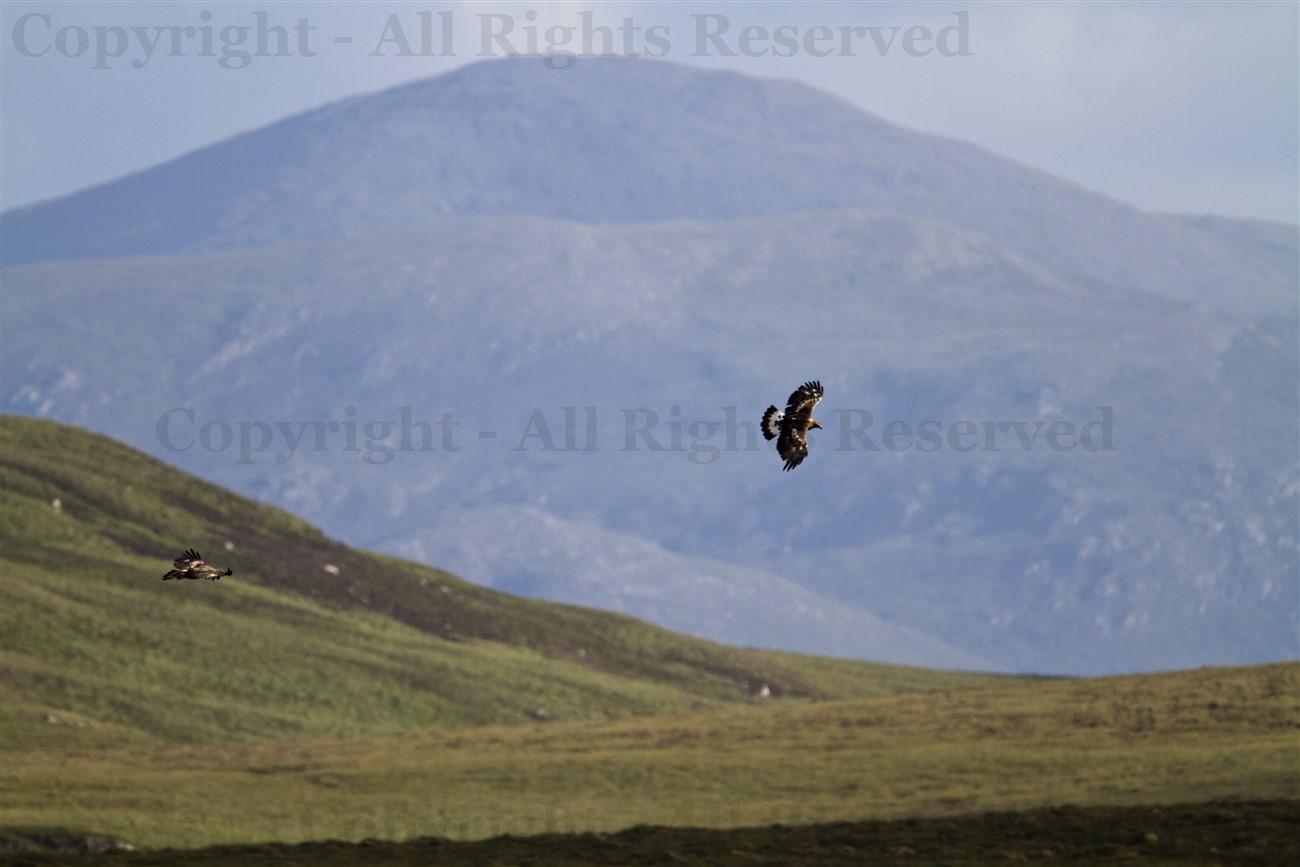 Golden Eagle pair flying against Lewis mountains