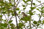 Garden Warbler, Low Barns