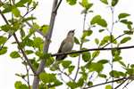 Garden Warbler, Low Barns