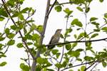 Garden Warbler, Low Barns