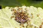European Garden Spider brood hatching from nest, Glasgow