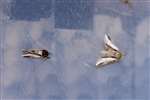 Swallow Prominent and Lesser Swallow Prominent, Insh Marshes