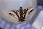 Lesser Swallow Prominent, Insh Marshes