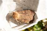 Six-striped Rustic, Insh Marshes