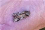 Pebble Prominent, Insh Marshes