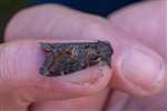 Iron Prominent, Insh Marshes 