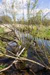 European Beaver effects at RSPB Loch Lomond