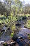 European Beaver effects at RSPB Loch Lomond