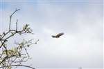 Tree Pipit in flight, RSPB Loch Lomond