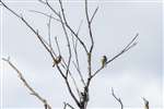 Tree Pipits at RSPB Loch Lomond