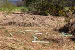 Damage from Fallow Deer at RSPB Loch Lomond