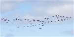 Skein of Pink-footed Geese at RSPB Loch Lomond