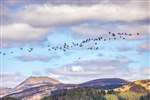 Skein of Pink-footed Geese against Ben Lomond