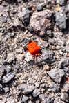 Red Velvet Mite at RSPB Loch Lomond