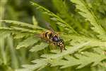 Common Wasp, Kelvingrove Park