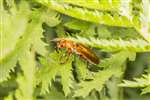 Common Red Soldier Beetle, Kelvingrove Park