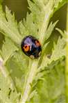 Harlequin Ladybird, Kelvingrove Park