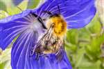 Common Carder Bumblebeeon on Meadow Cranesbill, Kelvingrove Park