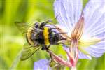 Buff-tailed Bumblebee on Meadow Cranesbill, Kelvingrove Park